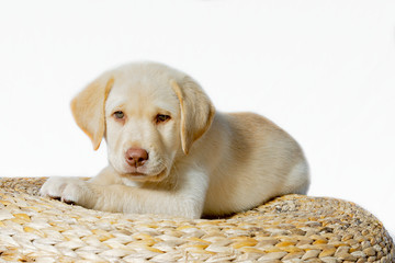 Blonder Welpe