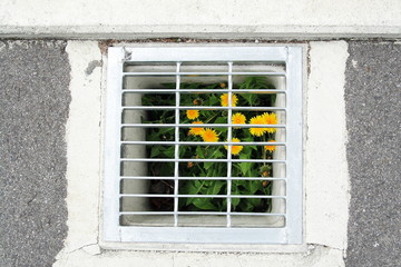 タンポポ　dandelion