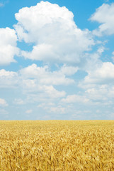 Summer landscape with the beautiful sky © soleg