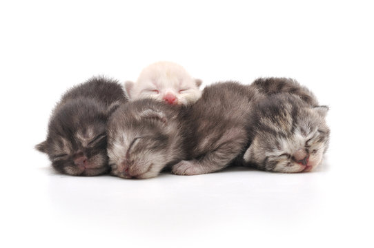 Kittens Sleeping