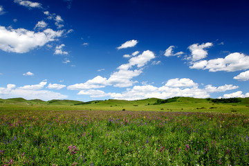 Fototapeta na wymiar Landscape in grassland