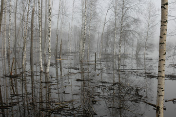 Floodplain forest in spring