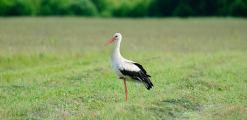 White Stork Ciconia ciconia standing in mown grass