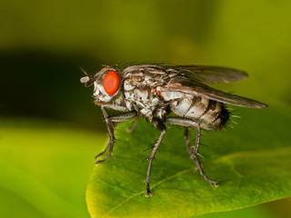 Red eyed Fly