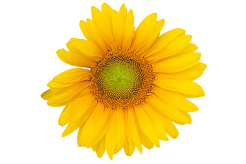 Fototapeta premium Fleur de tournesol