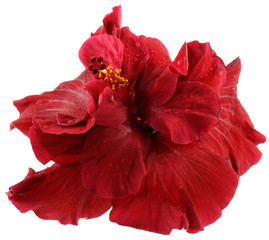hibiscus rouge, fond blanc