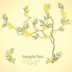 Olive tree background