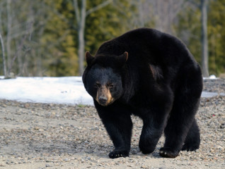 Black bear