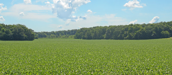 Fototapeta premium Soybean Field