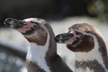 two penguins