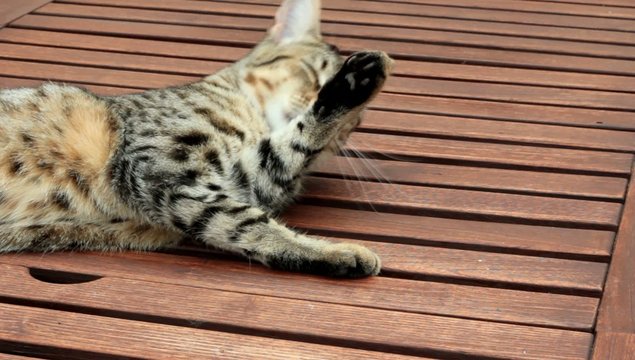 chat faisant sa toilette