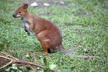 Wallaby
