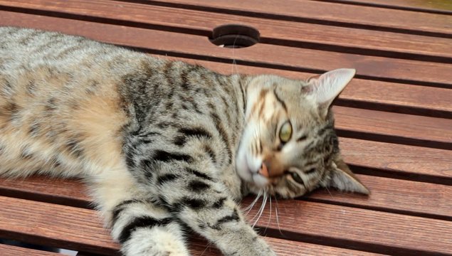 chat au repos