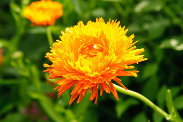 Obraz premium marigold