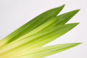 Closeup pandan leaf on isolate background.