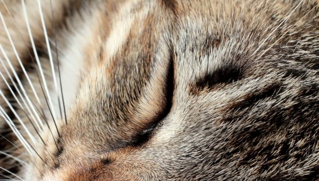 chat dormant en macro