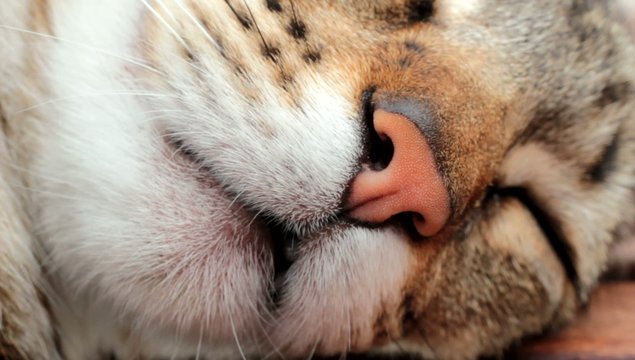 chat dormant en macro