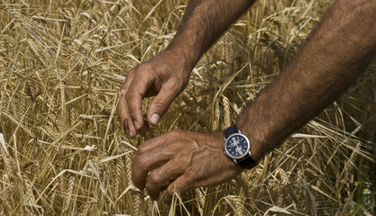 Weizen - Reife pr&uuml;fen