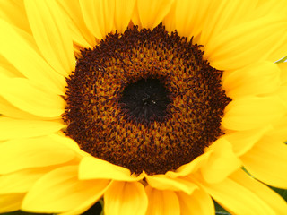 Obraz premium detail of sunflower