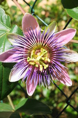 Passionsblume