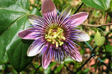 Passionsblume