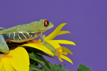 red eyed tree frog on sunflower