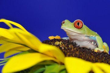 red eyed tree frog on flower