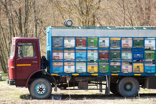 Truck with beehives - Powered by Adobe