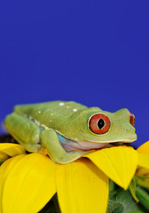 red eyed tree frog on sunflower