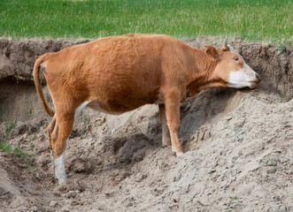 A brown cow horn combs edge of the cliff