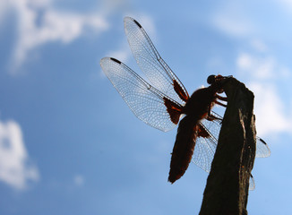 Dragonfly