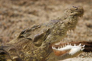 Obraz premium Alligator