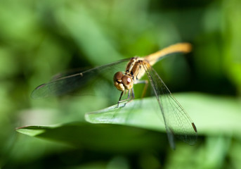 Dragonfly balancing