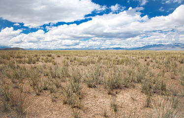 Salt steppe