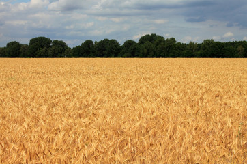 barley field forest and cloudy sky