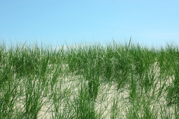 Seagrass and dunes