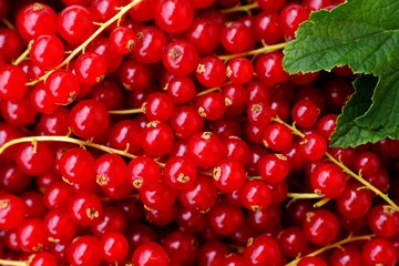 Johannisbeeren