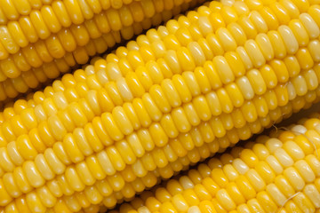 Row of corn close up