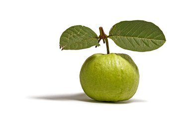 Guava Isolated on White Landscape