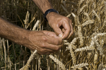 körner in der Hand