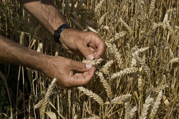 Weizenkörner auf Trockheit prüfen