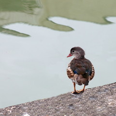 Canard mandarin