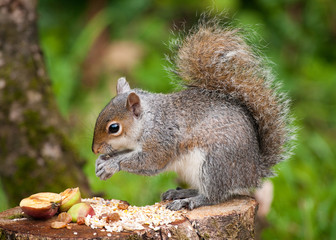 Écureuil gris mangeant