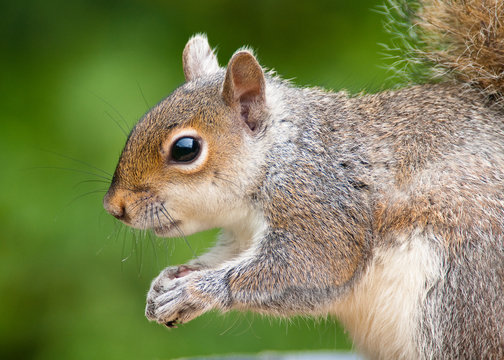 Grey Squirrel close-up