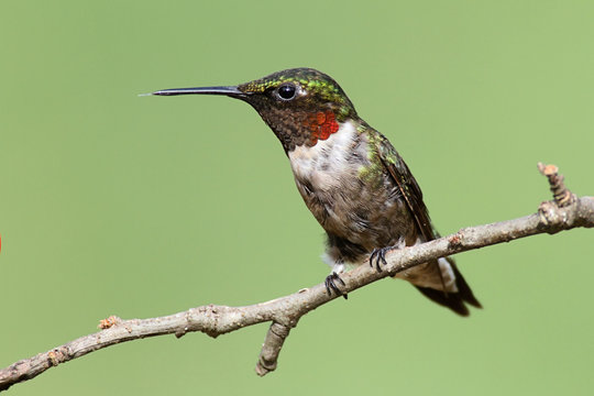 Ruby-throated Hummingbird (archilochus colubris)