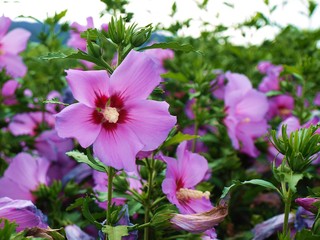 Blüte