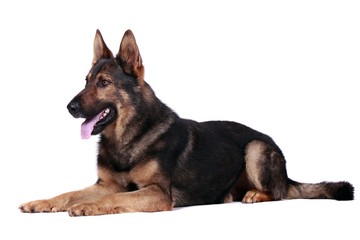 Liegender Schäferhund