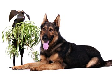 Liegender Schäferhund mit Blume