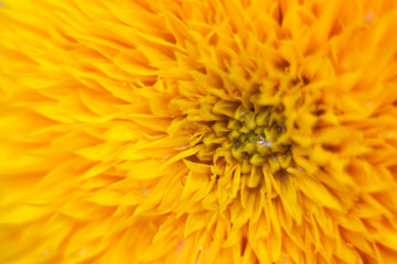 Sunflower abstract