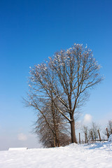Winter Tree